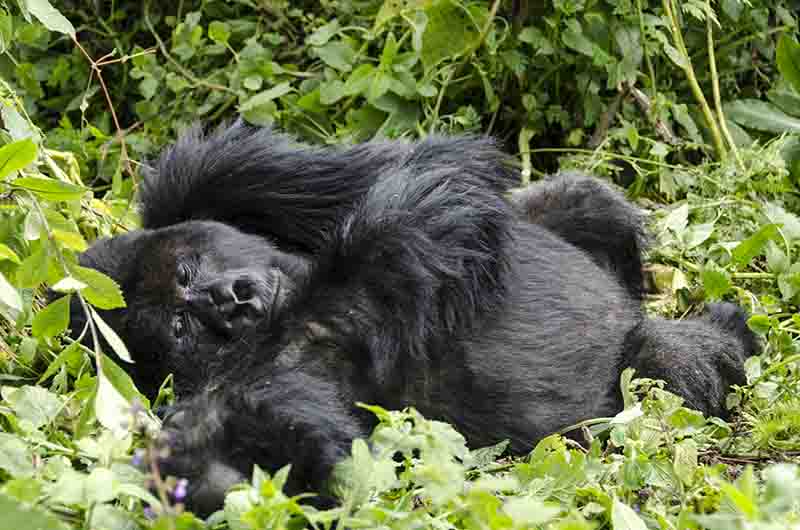 10 - Gorila - selva de Virunga - parque nacional de los volcanes - Ruanda